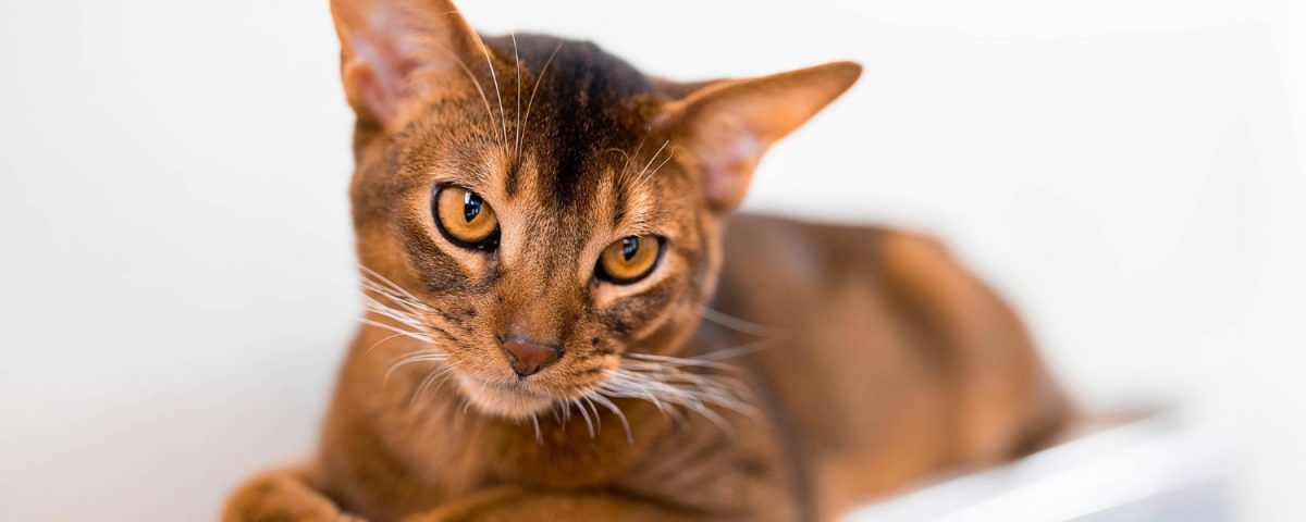 cat-dureaza-caldurile-la-pisici
