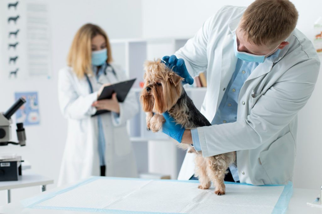 farmacie-veterinara-sector-4-4
