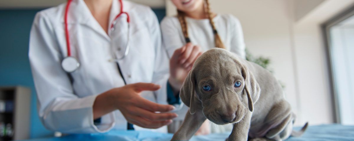 farmacie-veterinara-sector-4