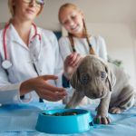 farmacie-veterinara-sector-4