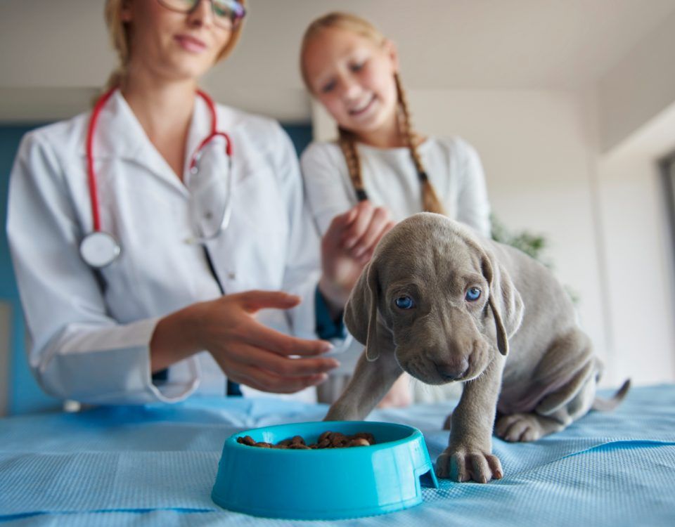 farmacie-veterinara-sector-4