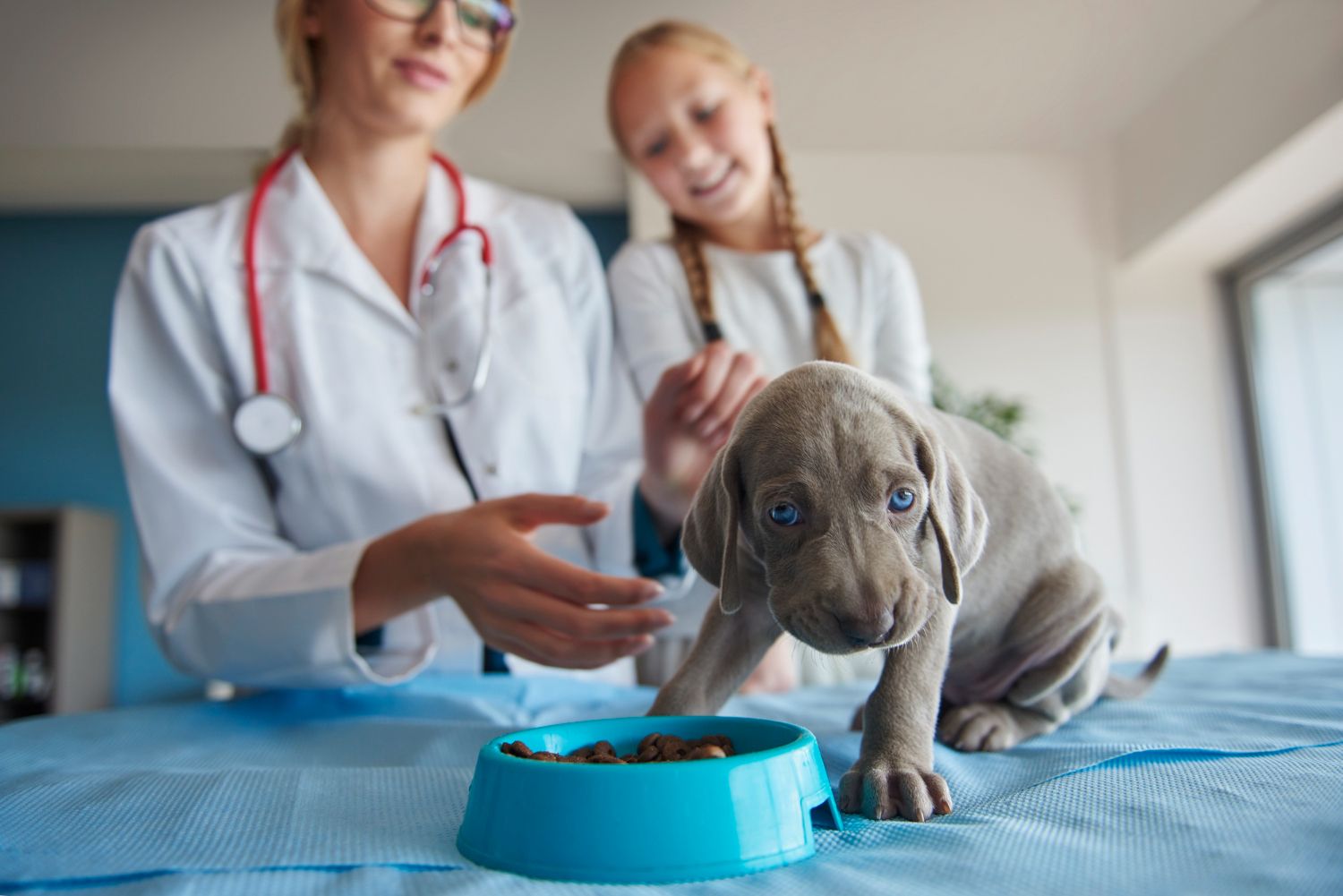 farmacie-veterinara-sector-4