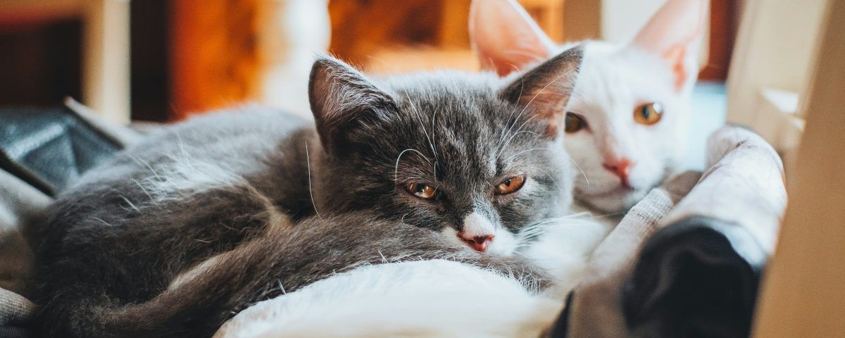 scaun-cu-sange-la-pisici